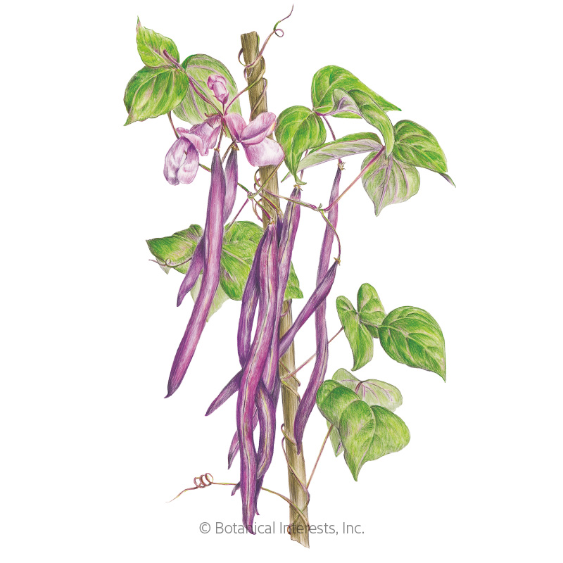 Trionfo Violetto Pole Bean Seeds view 1