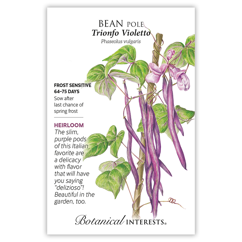 Trionfo Violetto Pole Bean Seeds view 3