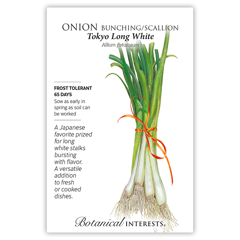 Tokyo Long White Bunching/Scallion Onion Seeds view 3