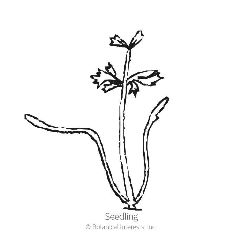 Danvers 126 Carrot Seeds      view 2