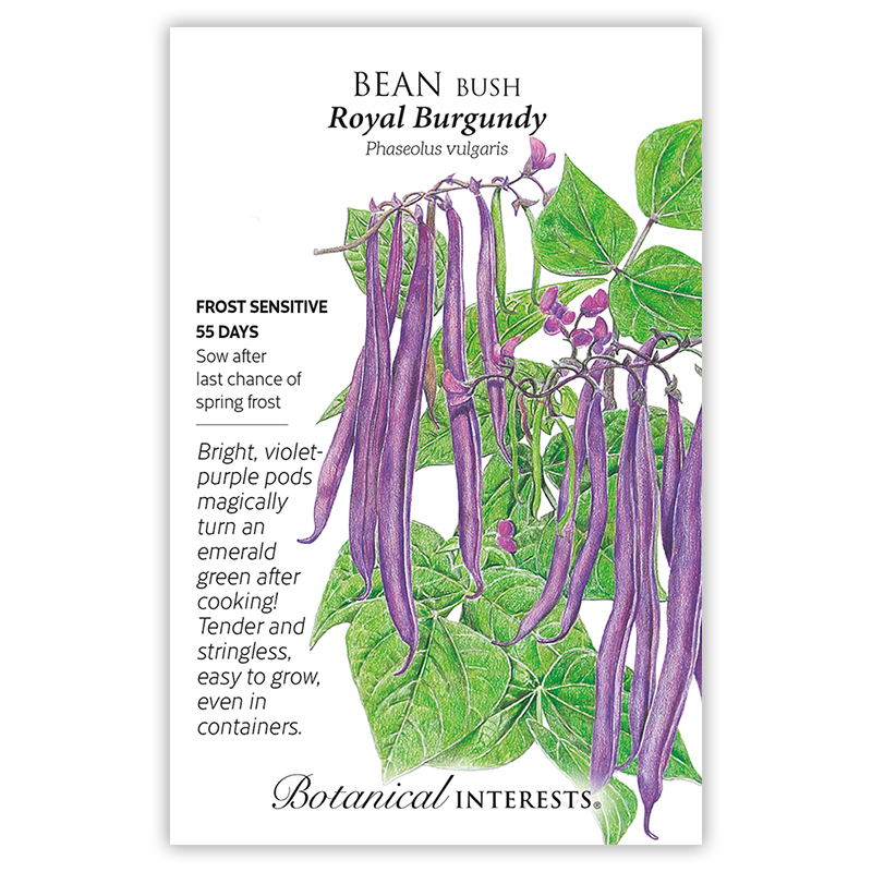 Royal Burgundy Bush Bean Seeds view 3