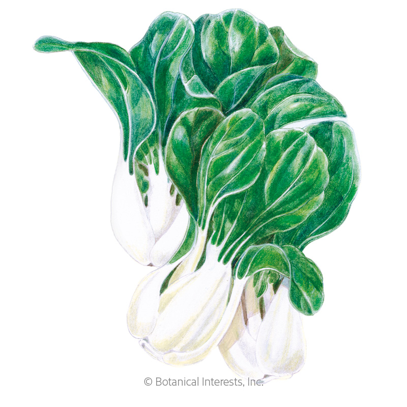 Toy Choy Bok Choy Seeds view 1
