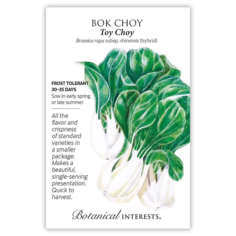 Toy Choy Bok Choy Seeds view 3