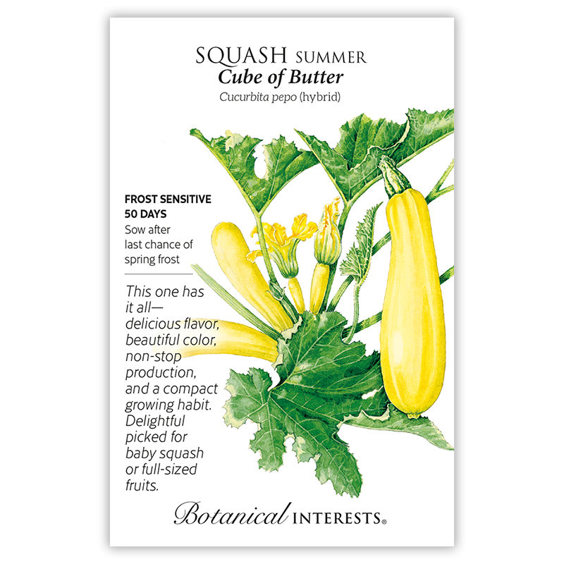 Cube of Butter Summer Squash Seeds view 3