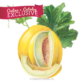 Canary Tweety Melon Seeds - Online Exclusive