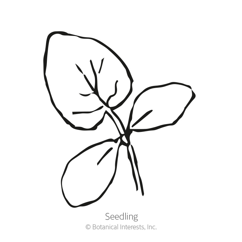 Telegraph Improved Cucumber Seeds view 2