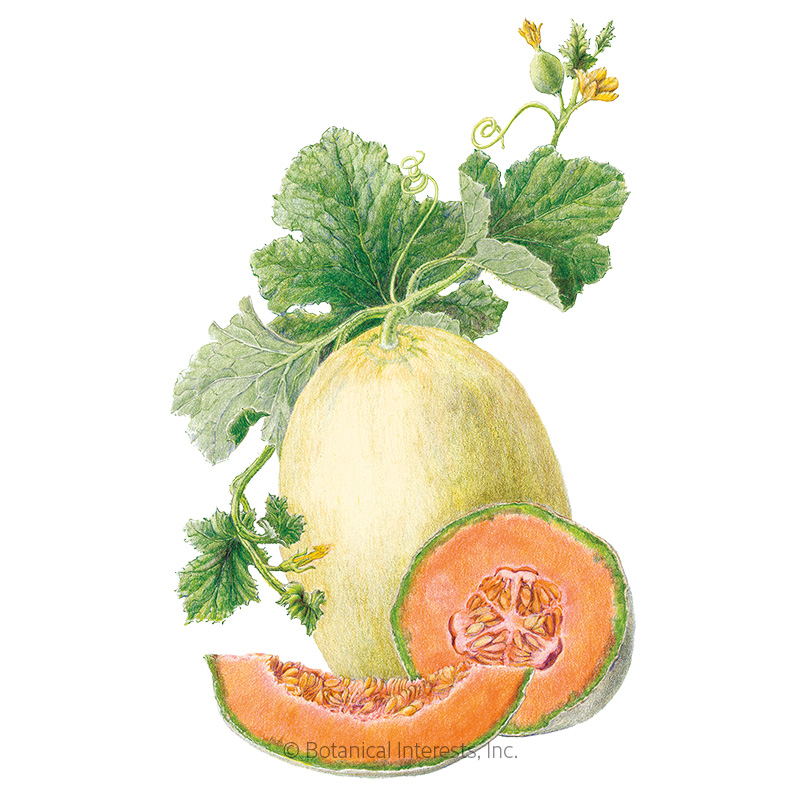 Papaya Dew Melon Seeds