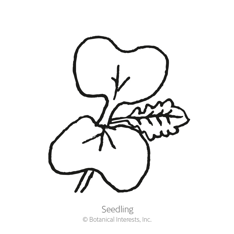 Florida Broadleaf Mustard Seeds view 2