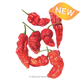 Ghost Bhut Jolokia Chile Pepper Seeds - Online Exclusive
