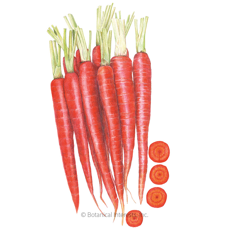 Atomic Red Carrot Seeds view 1