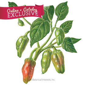 Padrón Chile Pepper Seeds - Online Exclusive