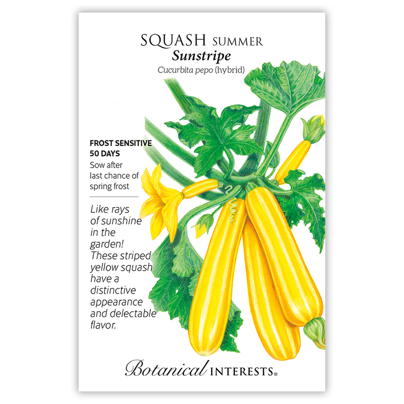 Sunstripe Summer Squash Seeds view 3