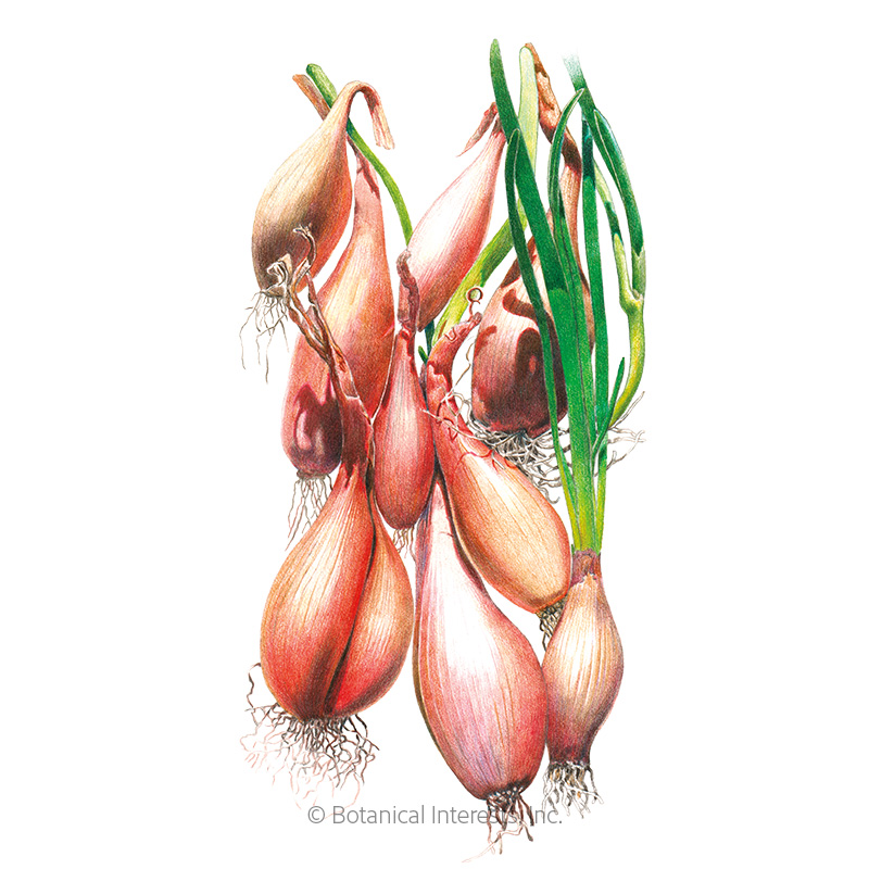 Zebrune Shallot Onion Seeds view 1