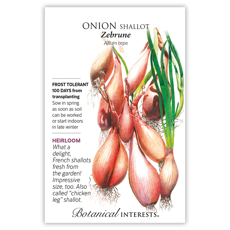 Zebrune Shallot Onion Seeds view 3