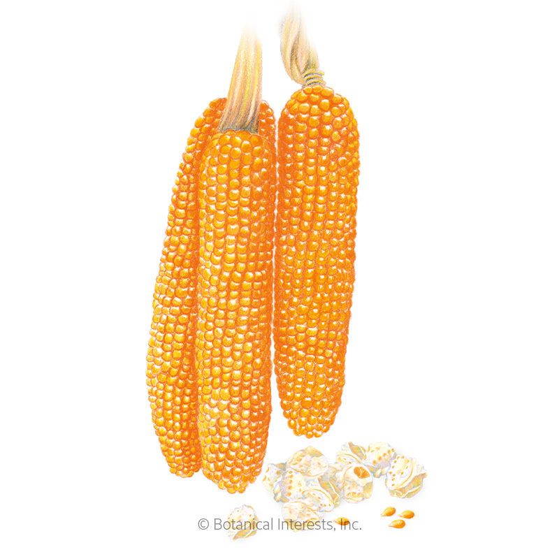Robust Pop R400MR Popcorn Corn Seeds view 1
