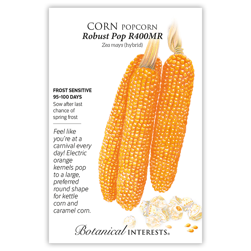 Robust Pop R400MR Popcorn Corn Seeds view 3