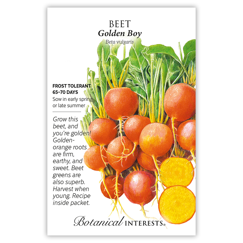 Golden Boy Beet Seeds view 3
