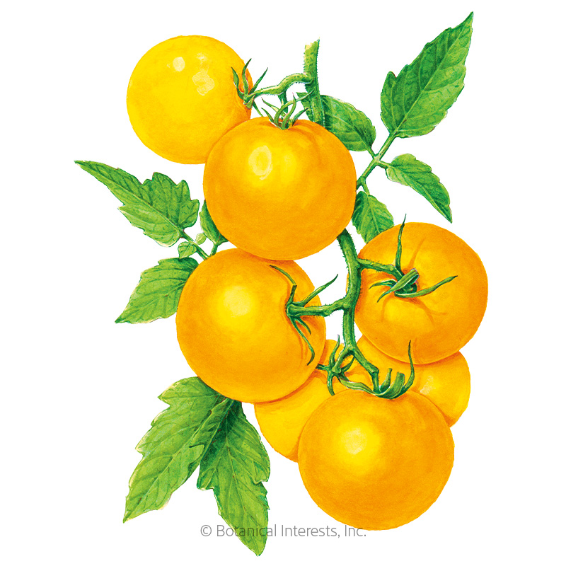 Golden Jubilee Pole Tomato Seeds view 1