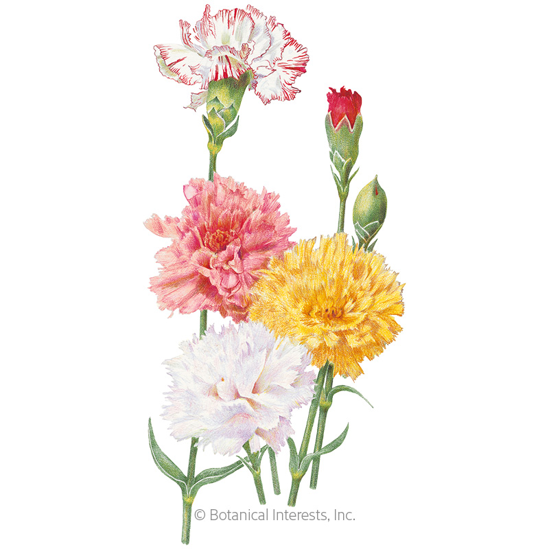 Chabaud Blend Carnation Seeds       view 1