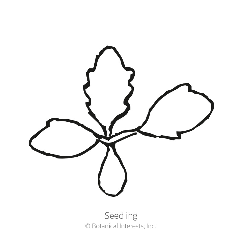 Alaska Shasta Daisy Seeds      view 2
