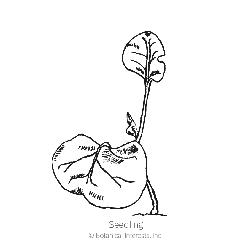 Marvel Of Peru Four O'Clock Seeds   view 2