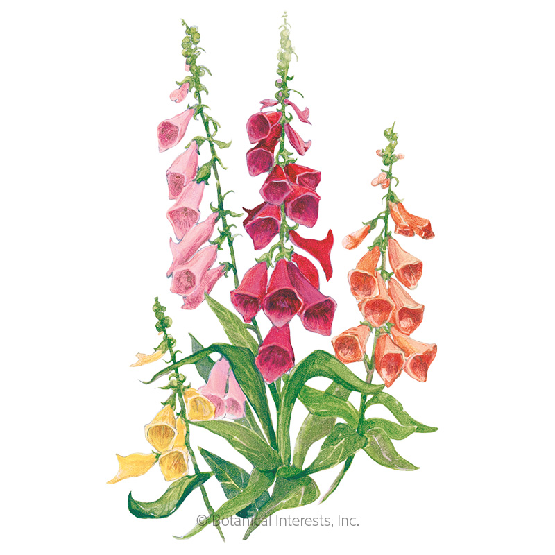 Gloxiniiflora Blend Foxglove Seeds     