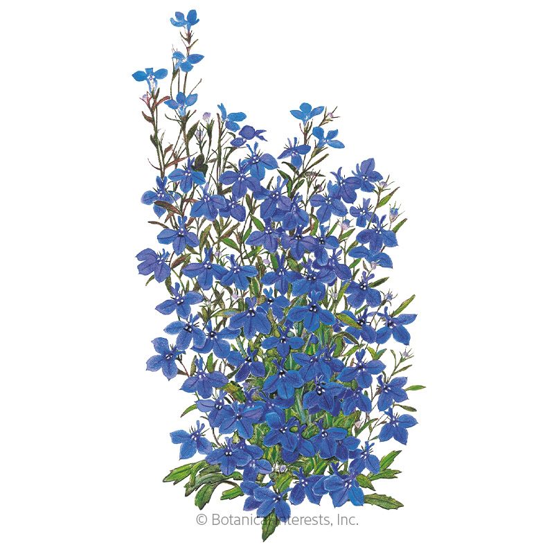Crystal Palace Lobelia Seeds     