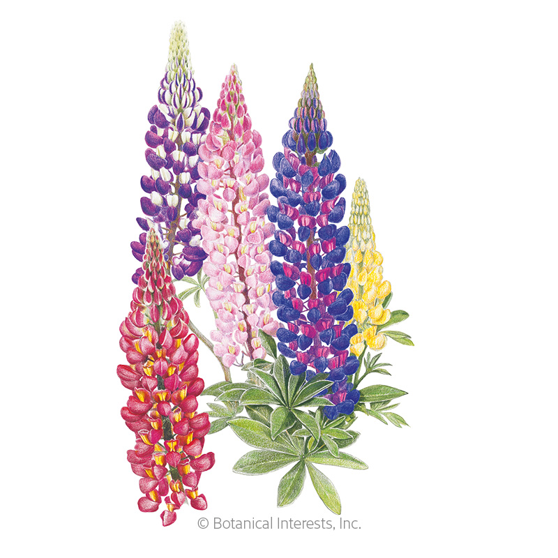 Russell Blend Lupine Seeds      view 1