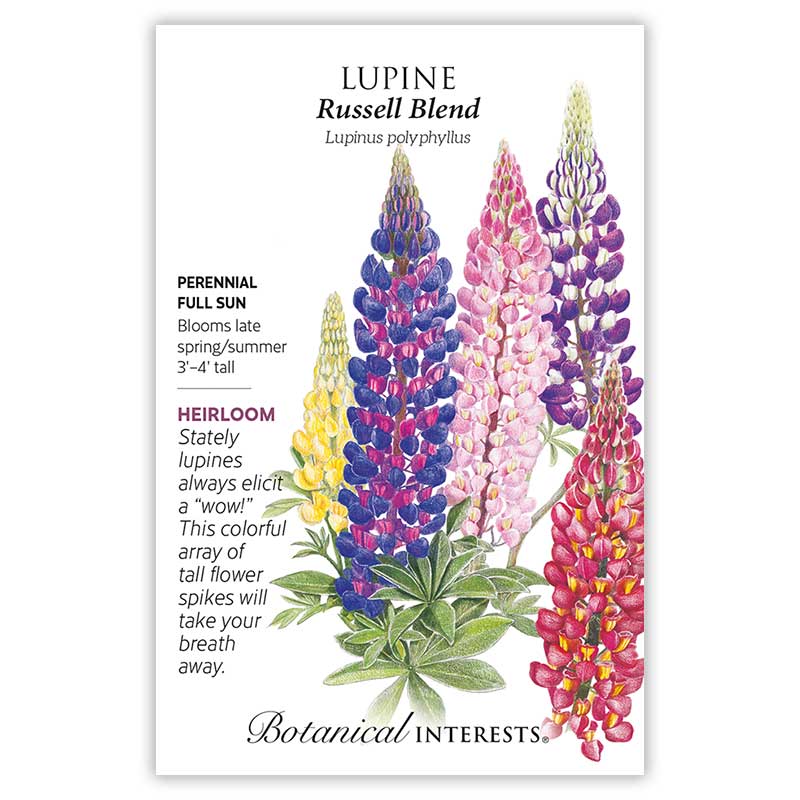 Russell Blend Lupine Seeds      view 3
