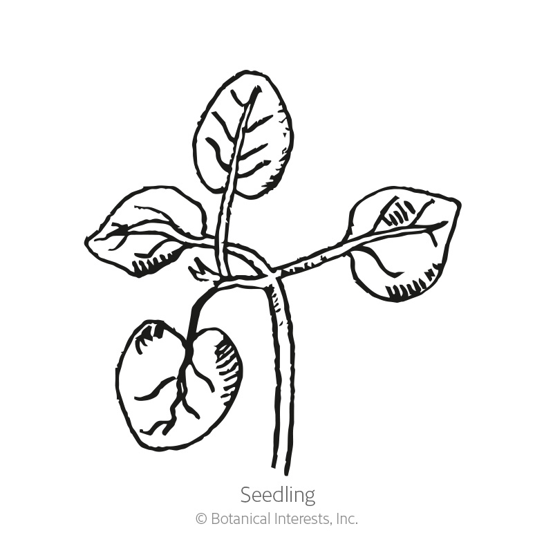 Tall Maximum Blend Snapdragon Seeds     view 2