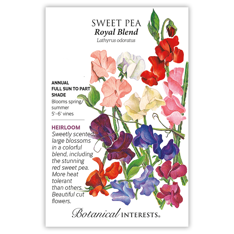 Royal Blend Sweet Pea Seeds     view 3