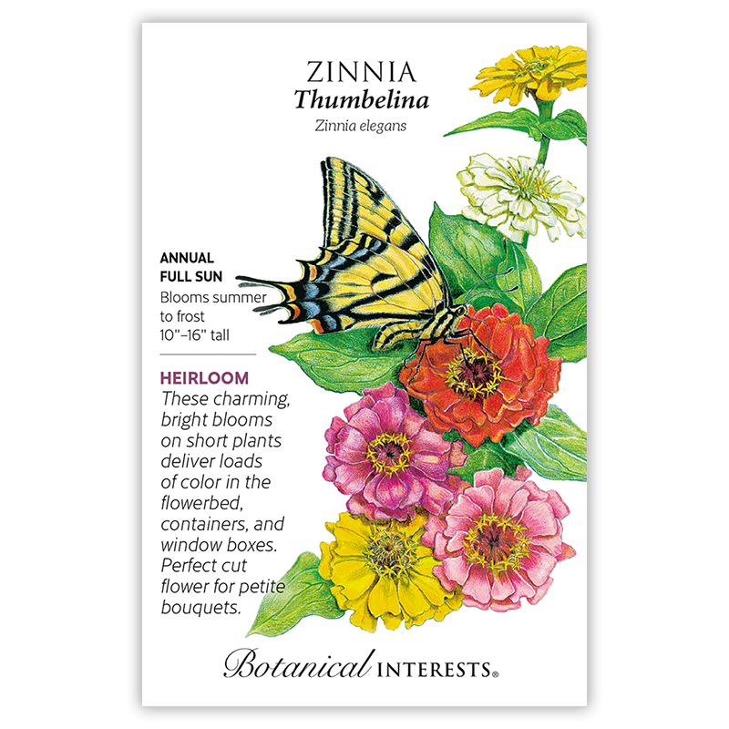 Thumbelina Zinnia Seeds       view 3