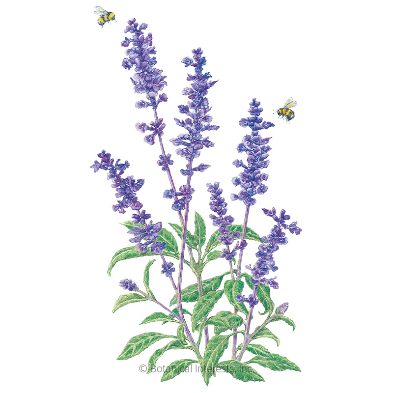 Blue Victory Salvia Seeds      view 1