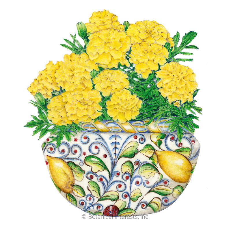 Lemon Drop French Marigold Seeds     view 1