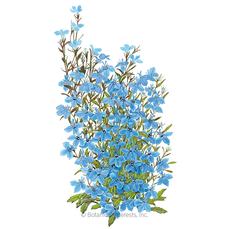 Cambridge Blue Lobelia Seeds     