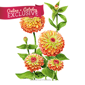 reprieve clipart flowers