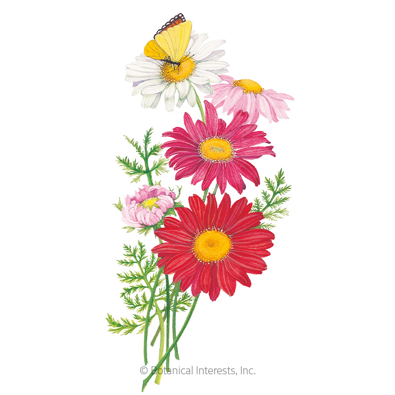 Robinson's  Blend Painted Daisy Seeds    view 1
