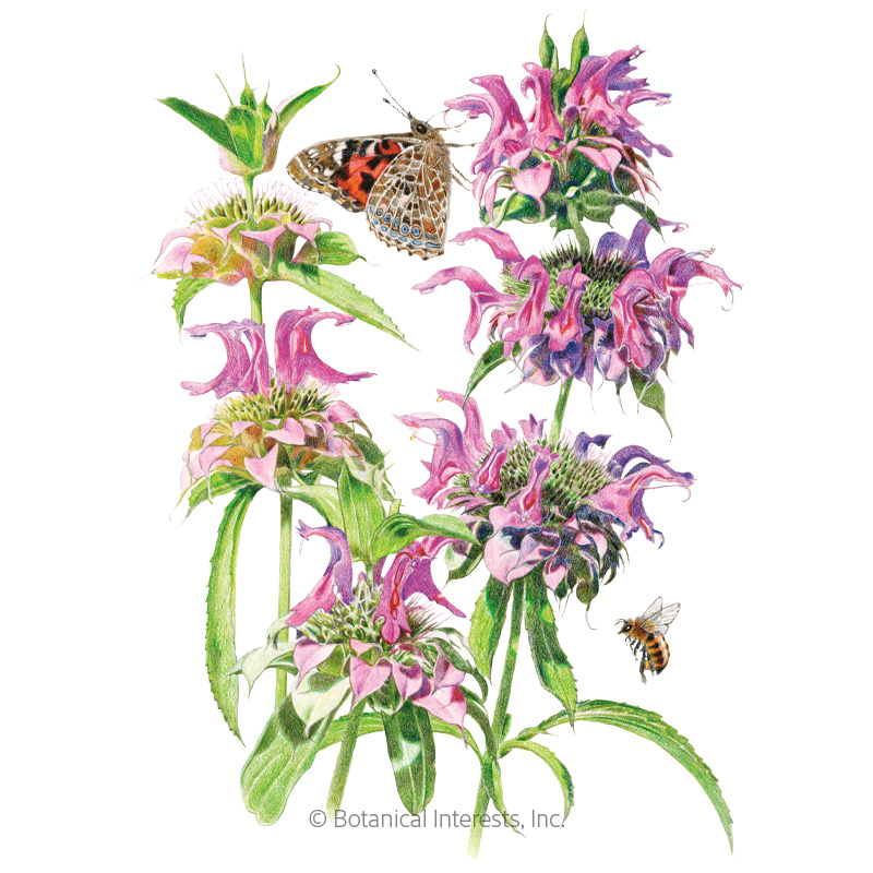 Lambada Bee Balm Seeds     