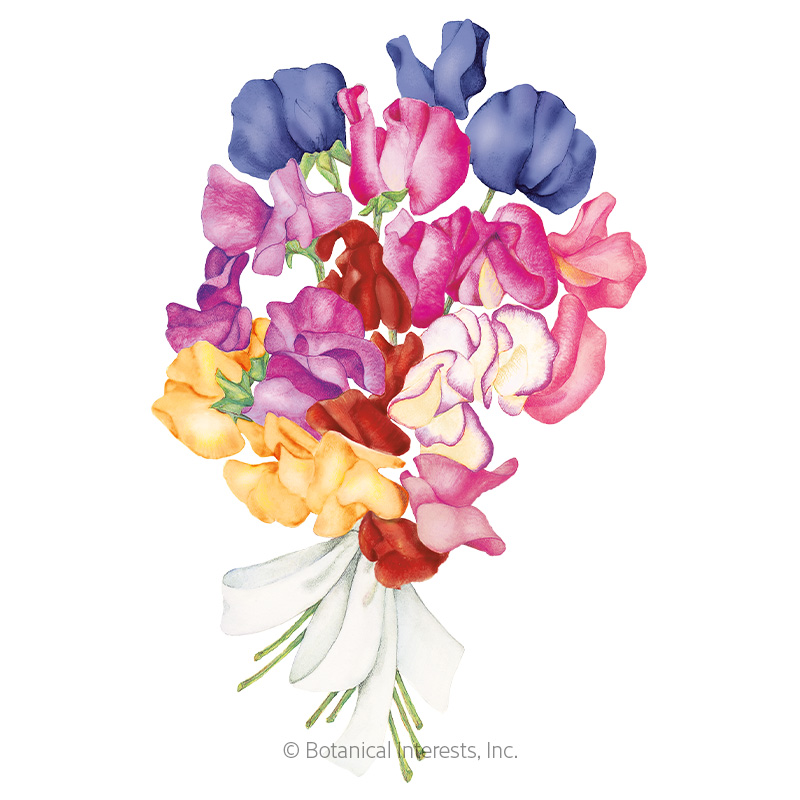 Perfume Delight Sweet Pea Seeds    