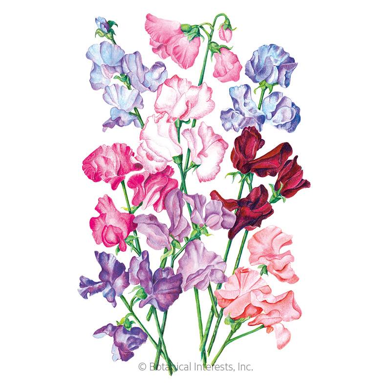 Bouquet Blend Sweet Pea Seeds view 1