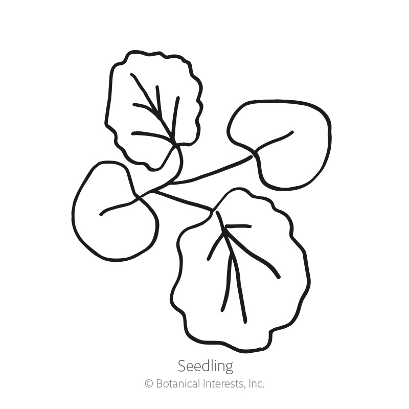 Chater's  Double Hollyhock Seeds     view 2