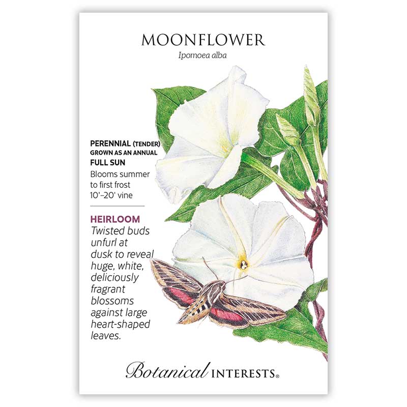 Moonflower Heirloom Seeds       view 3