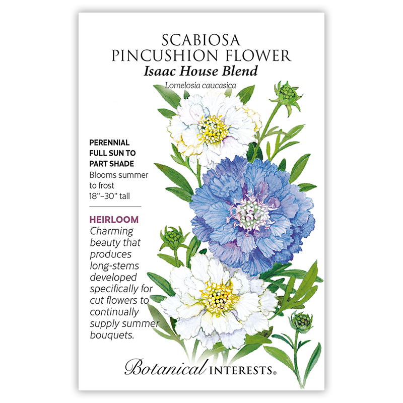 Isaac House Blend Scabiosa Pincushion Flower Seeds    view 3
