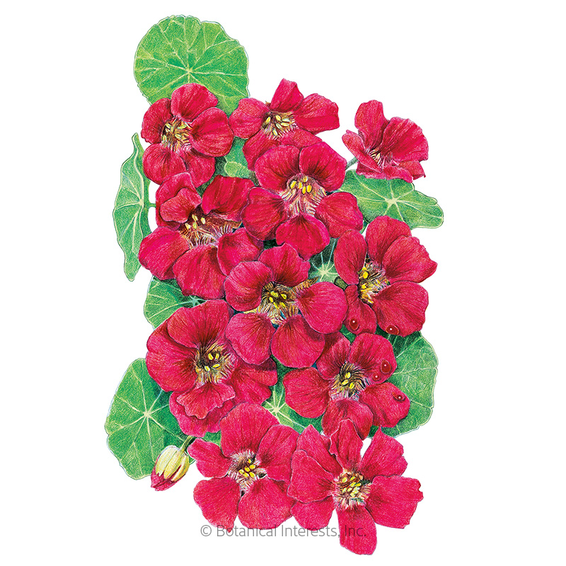 Cherry Rose Jewel Nasturtium Seeds     view 1