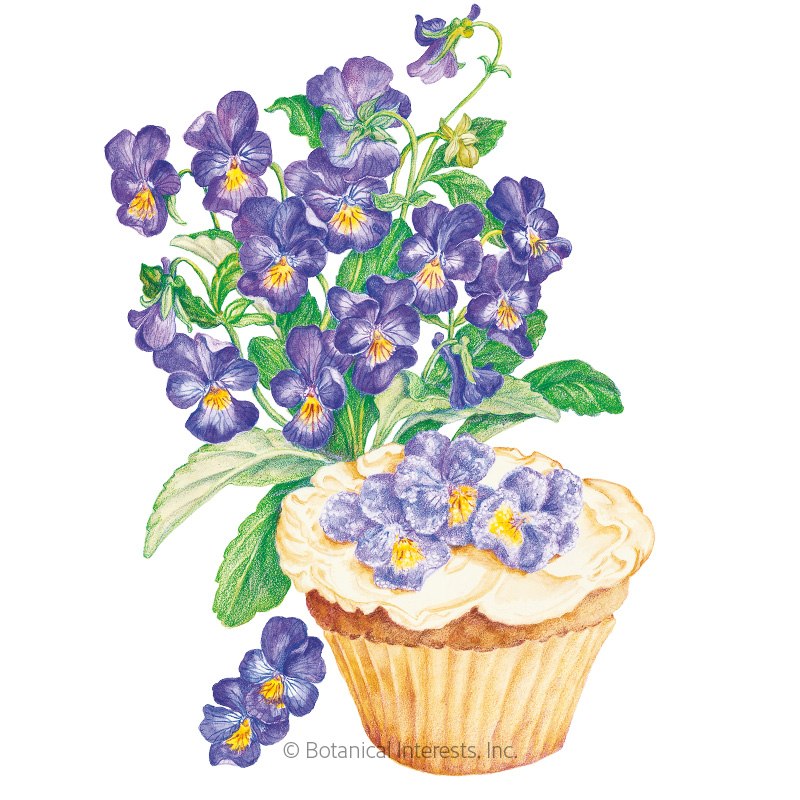 King Henry Viola Seeds     