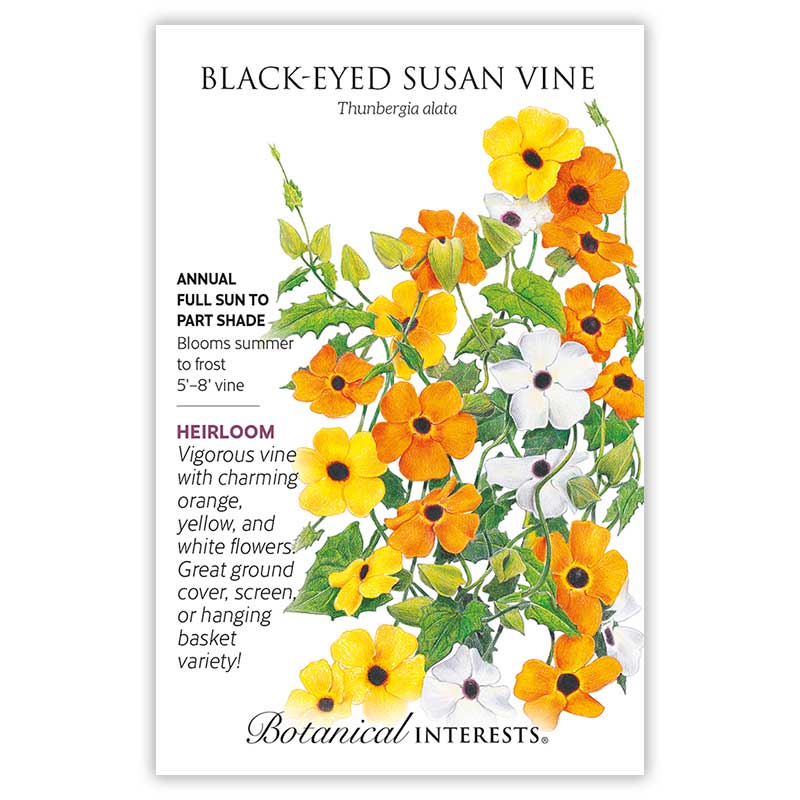 Black-Eyed Susan Vine Seeds     view 3
