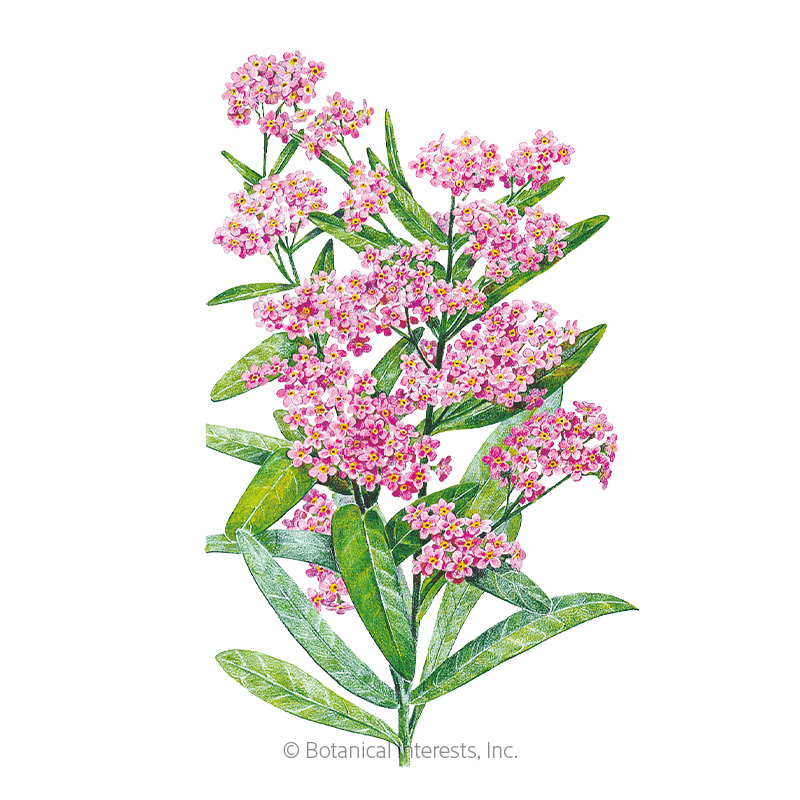 Victoria Pink Forget-Me-Not Seeds      view 1