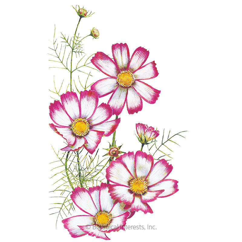 Candystripe Cosmos Seeds      view 1