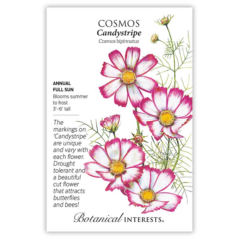 Candystripe Cosmos Seeds      view 3