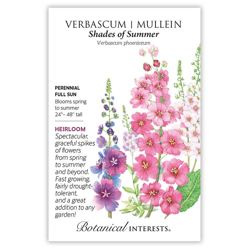 Shades of Summer Verbascum (Mullein) Seeds    view 3